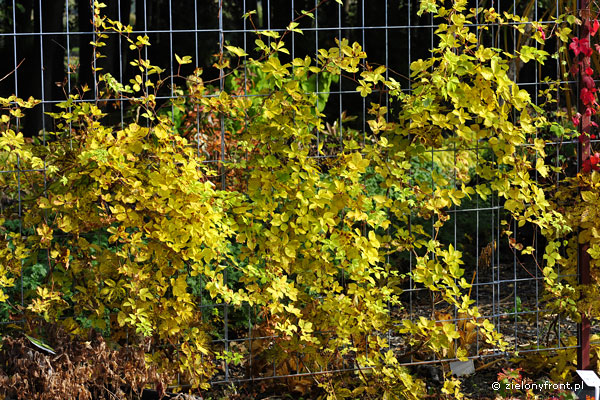 Odmiana "Yellow Wall" - jesienia liście przebarwiają się na żółto.