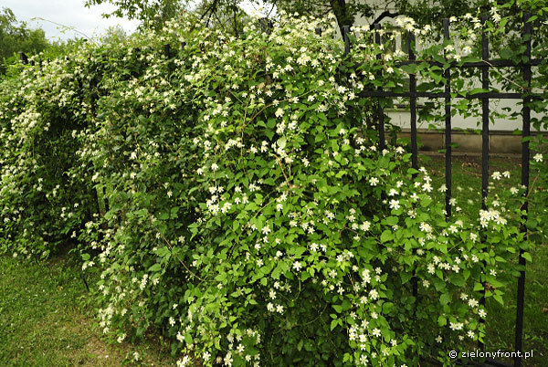 Clematis 'Paul Farges' (Summer Snow)
