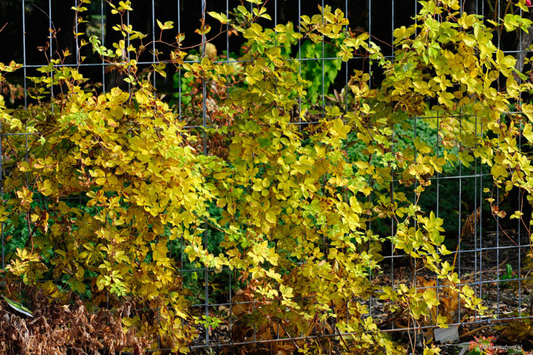 Winobluszcz pięciolistkowy „Yellow Wall” – jesienia liście przebarwiają się na żółto