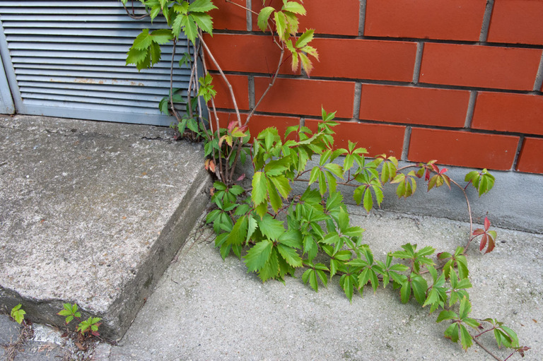 Winobluszcz pięciolistkowy wyrasta z niewielkiej szczeliny w betonie