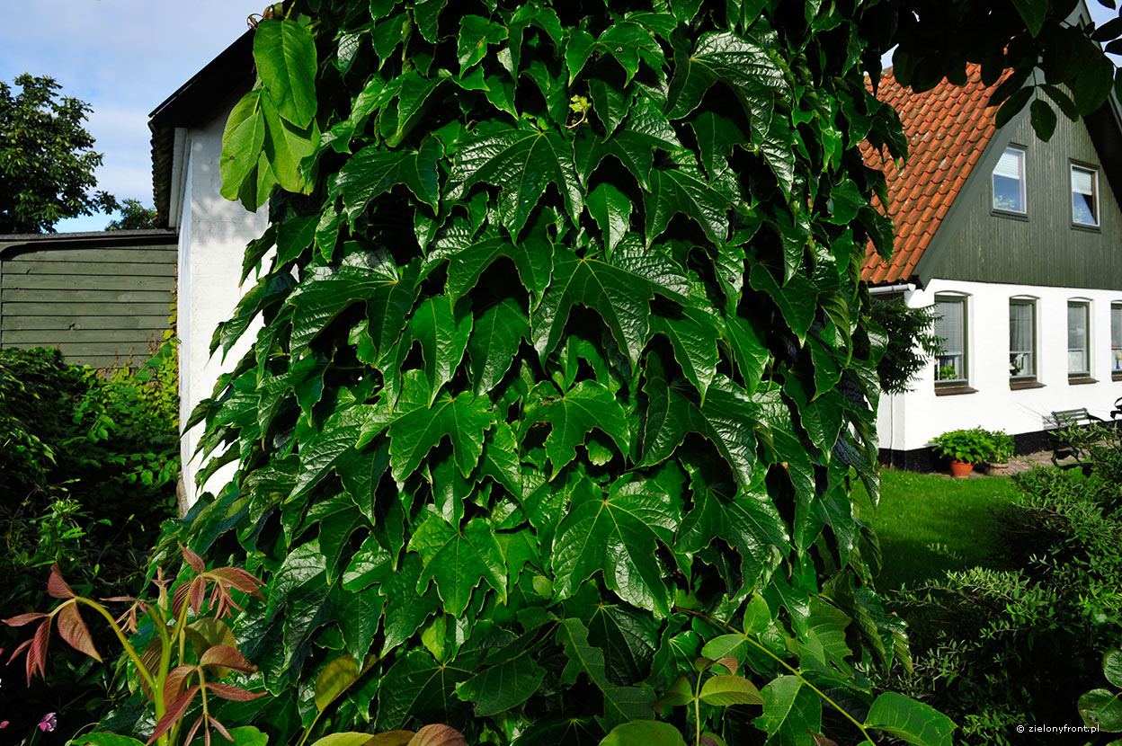 Winobluszcz trójklapowy - Parthenocissus tricuspidata | zielony front