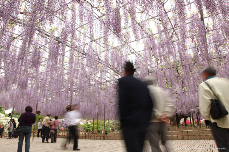 Kwitnąca Wisteria floribunda, Ashikaga Flower Park Japonia